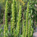 Agastache nepetoides 'Green Candles'