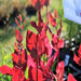 Atriplex hortensis (rode tuinmelde)