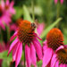 Echinacea 'Fatal Attraction'