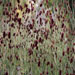 Sanguisorba officinalis (grote pimpernel)