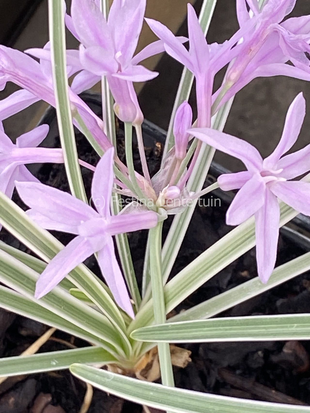 Tulbaghia violacea 'Silver Lace' (kaapse knoflook) - Klik op de afbeelding om het venster te sluiten