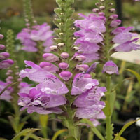 Physostegia 'Pink Manners'