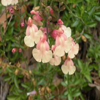 Salvia jamensis 'Sierra San Antonio'