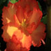 Begonia Picotee oranje/rood