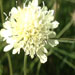 Cephalaria alpina