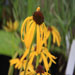 Echinacea paradoxa (zonnehoed)