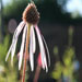 Echinacea pallida 'Huladancer'