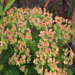 Euphorbia waldsteinii 'Betten'