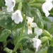 Pulmonaria officinalis 'Sissinghurst White' (longkruid)
