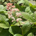 Rodgersia aesculifolia