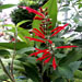 Salvia rutilans (ananassalie)