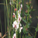 Verbascum blattaria f. 'Albiflorum'