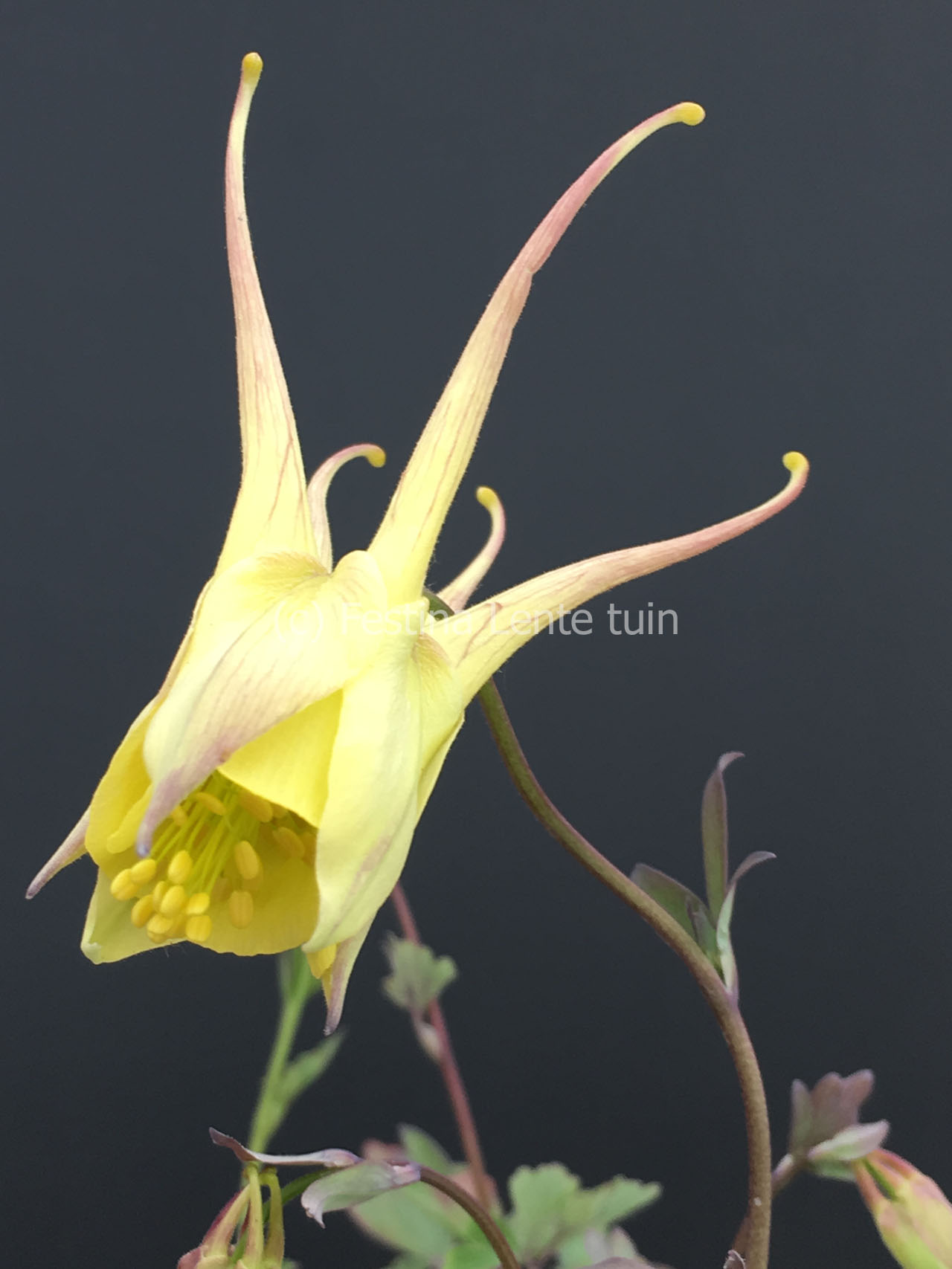 Aquilegia chrysantha 'Yellow Queen' - Klik op de afbeelding om het venster te sluiten