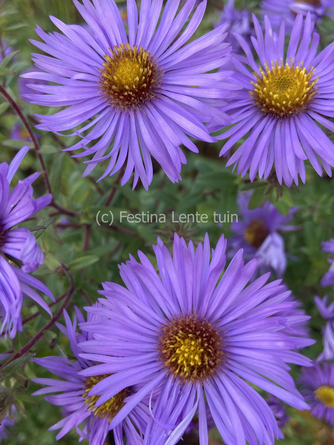 Aster novae-angliae 'Barr's Blue' - Klik op de afbeelding om het venster te sluiten
