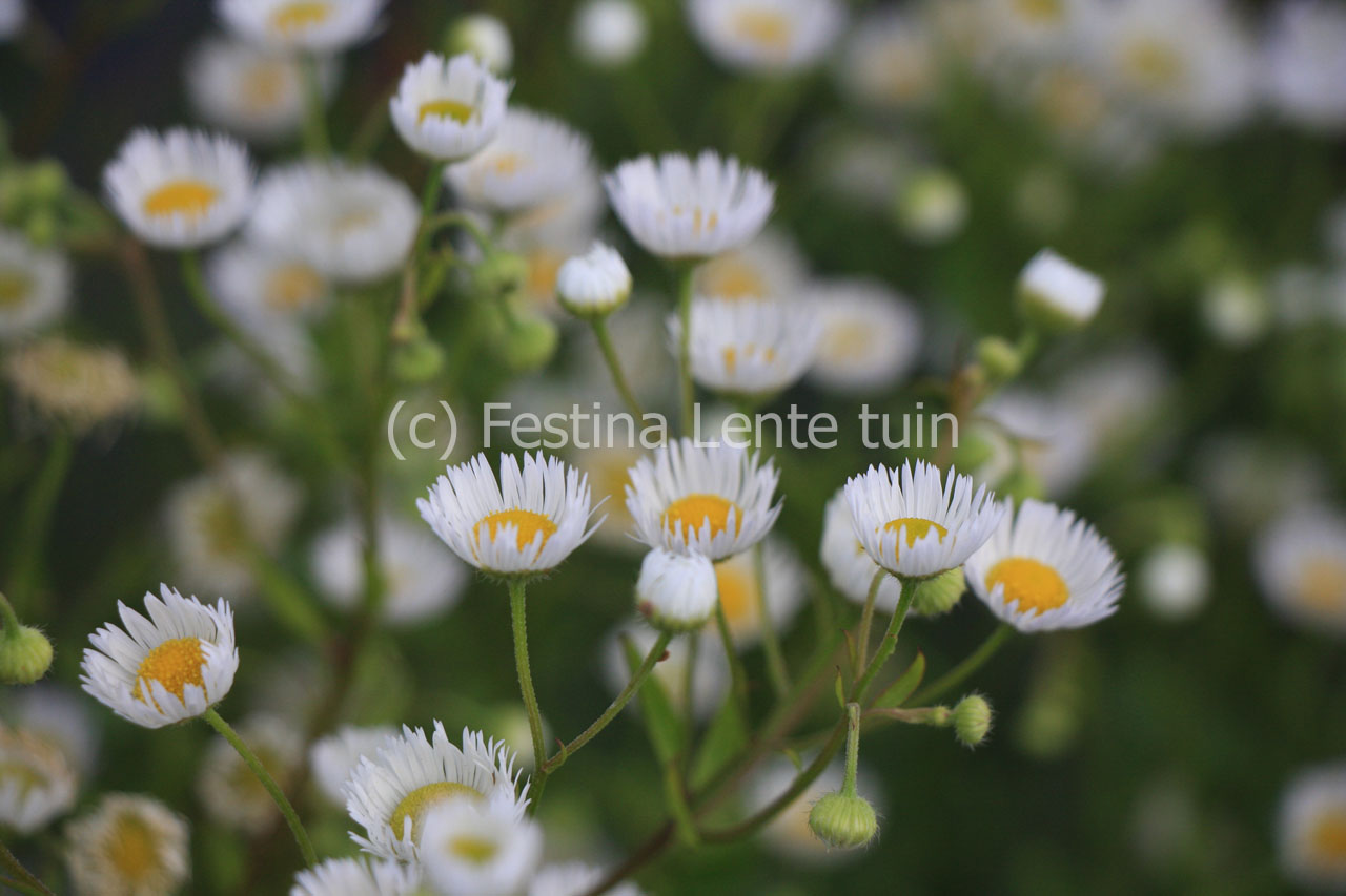 Erigeron annuus - Klik op de afbeelding om het venster te sluiten