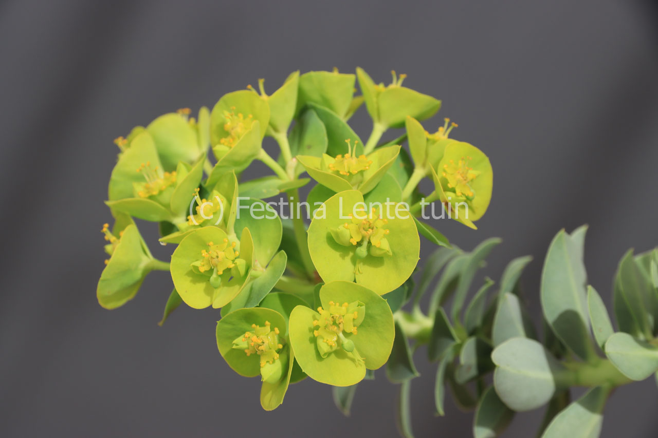 Euphorbia myrsinites - Klik op de afbeelding om het venster te sluiten
