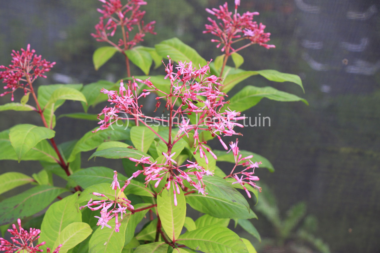 Fuchsia paniculata - Klik op de afbeelding om het venster te sluiten