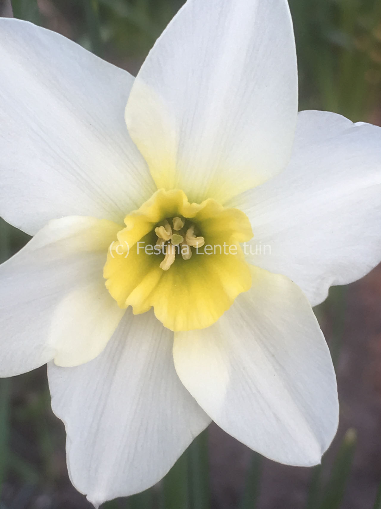 Narcissus jonquilla 'Lieke' - Klik op de afbeelding om het venster te sluiten
