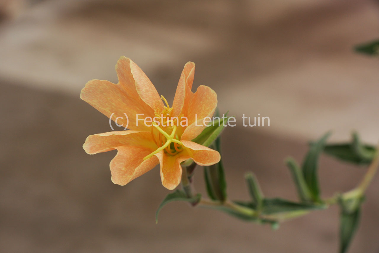 Oenothera sulphurea odorata - Klik op de afbeelding om het venster te sluiten