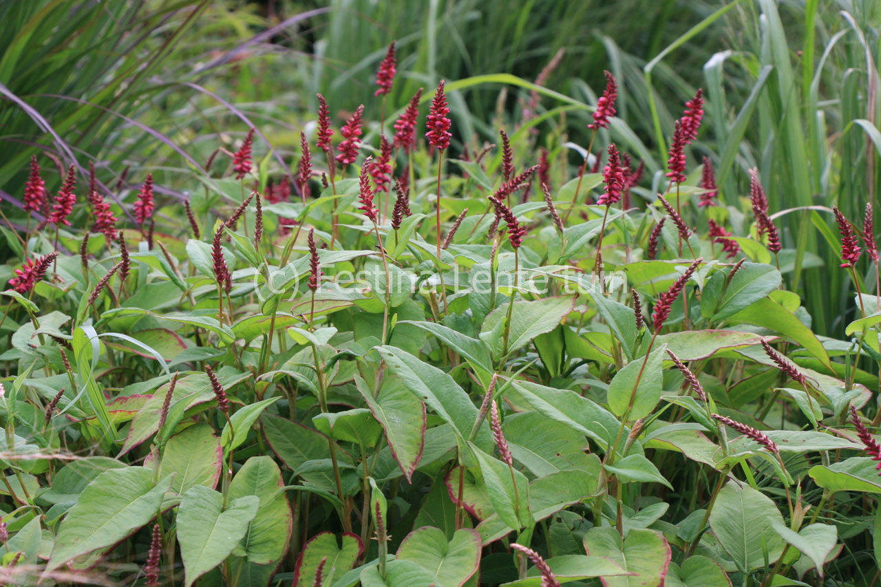 Persicaria amplexicaulis 'Inverleith' - Klik op de afbeelding om het venster te sluiten