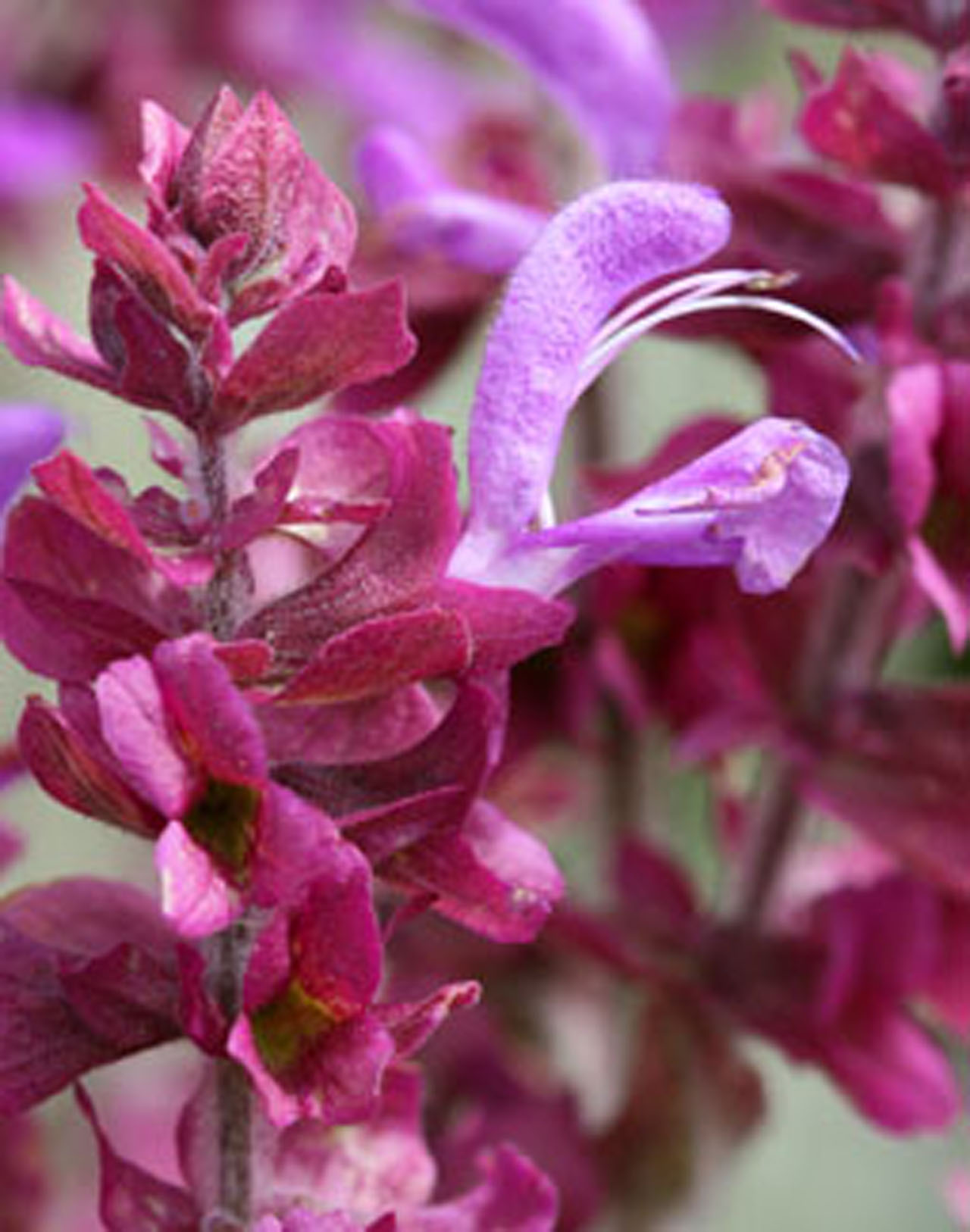 Salvia canariensis - Klik op de afbeelding om het venster te sluiten