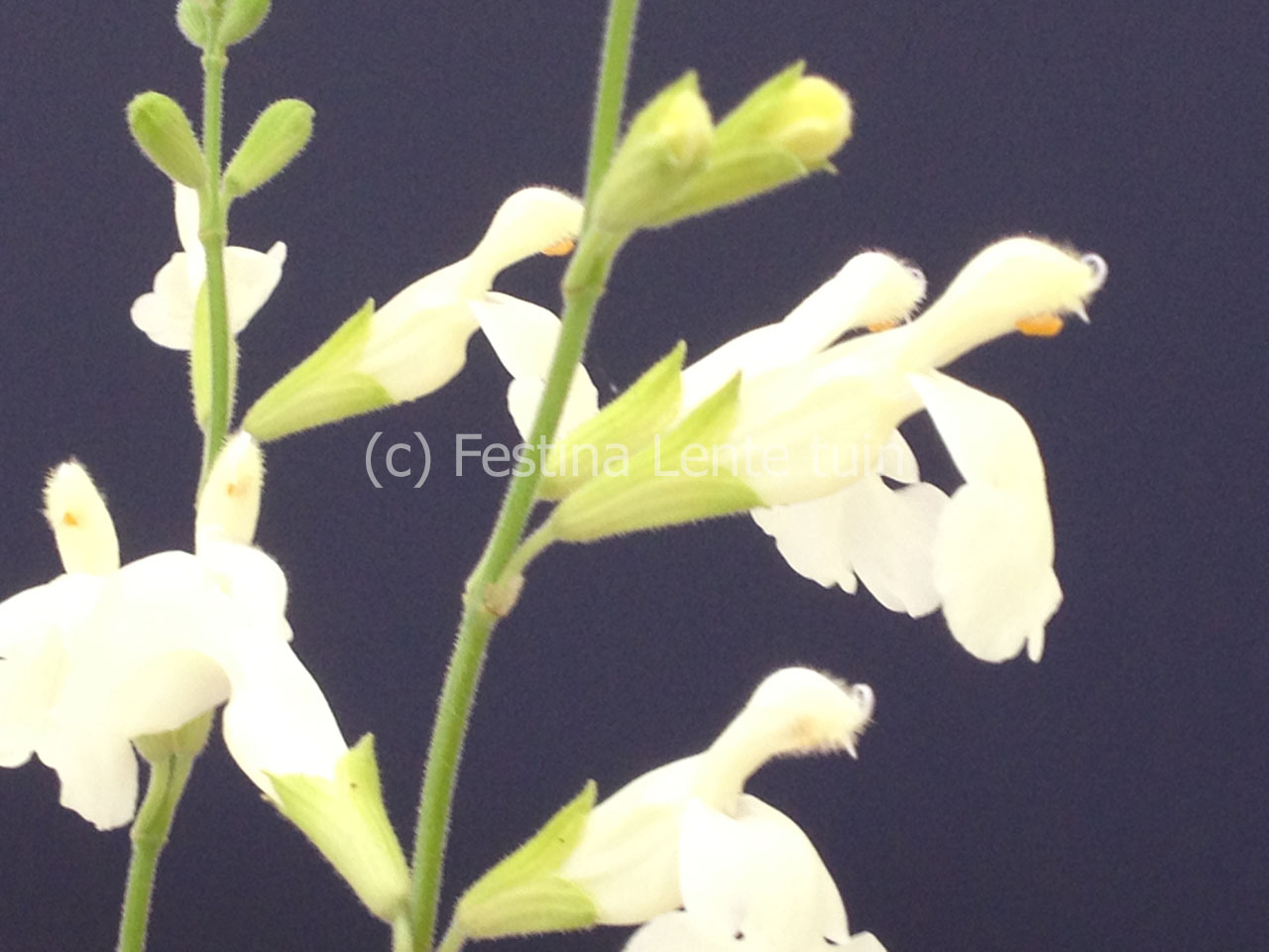 Salvia microphylla 'Trelissick' - Klik op de afbeelding om het venster te sluiten