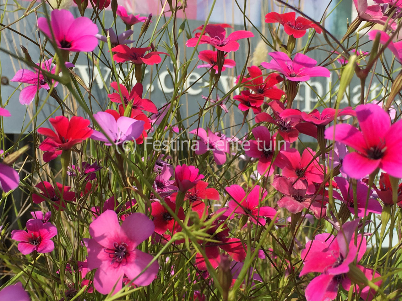 Silene coeli rosea 'Dazzling Scarlet' - Klik op de afbeelding om het venster te sluiten