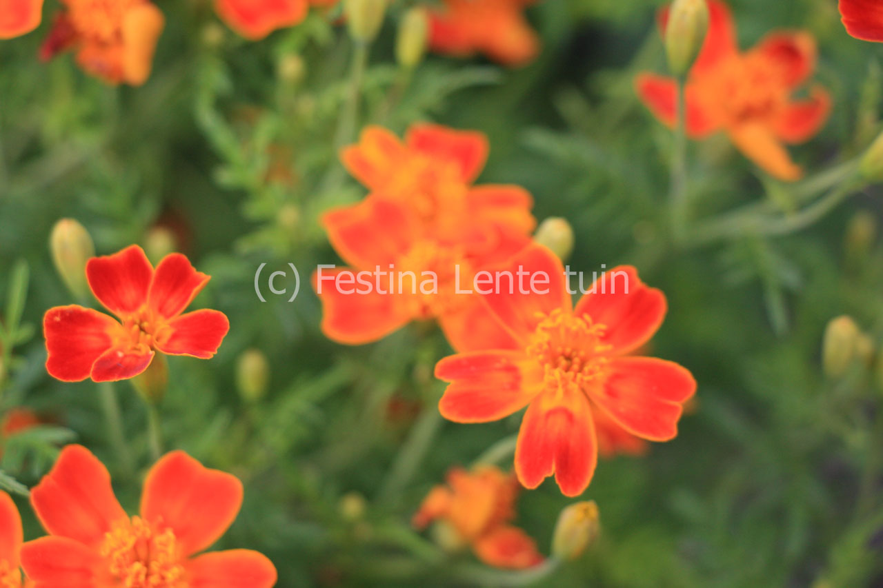 Tagetes tenuifolia 'Paprika' - Klik op de afbeelding om het venster te sluiten