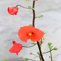 Alonsoa meridionalis 'Red mask flower'
