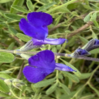 Salvia greggii 'Lycioides'