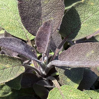 Salvia officinalis 'Purpurea'